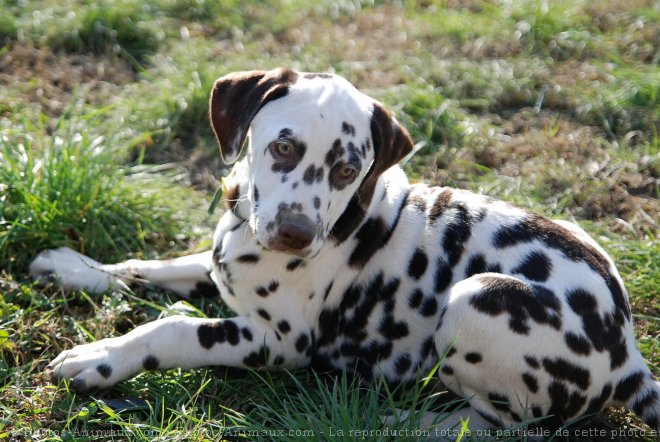 Photo de Dalmatien