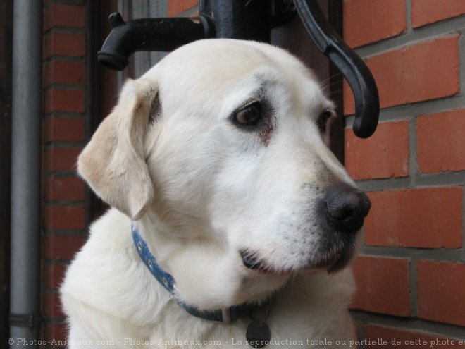 Photo de Labrador retriever