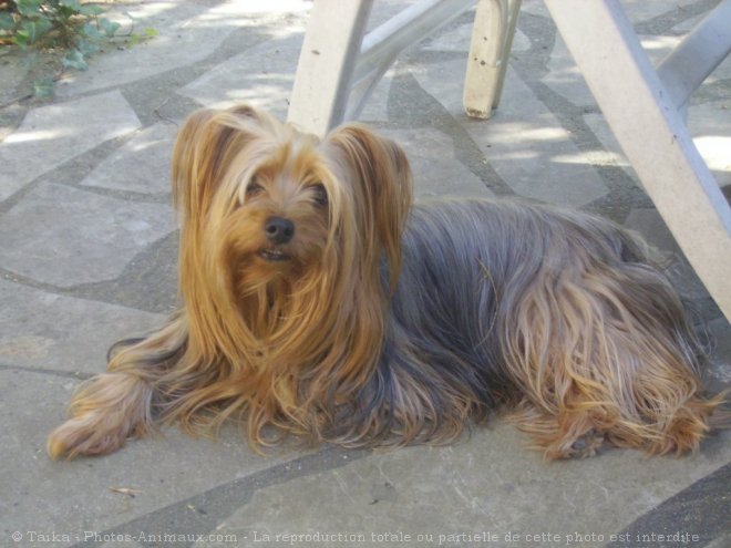 Photo de Yorkshire terrier