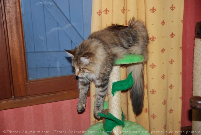 Photo de Maine coon