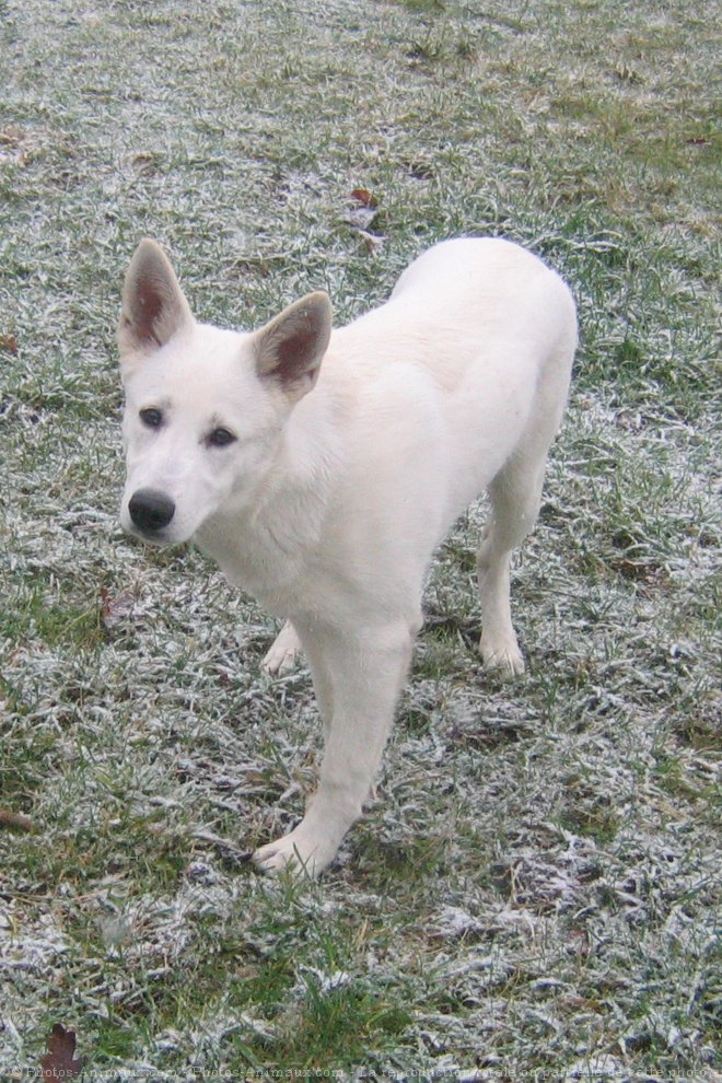 Photo de Berger blanc suisse