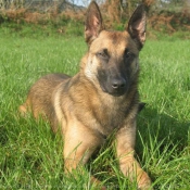 Photo de Berger belge malinois