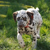 Photo de Dalmatien