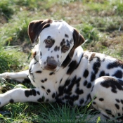 Photo de Dalmatien