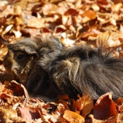 Photo de Cochon d'inde - pruvien