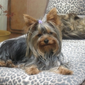 Photo de Yorkshire terrier