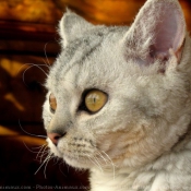 Photo de Selkirk rex poil court