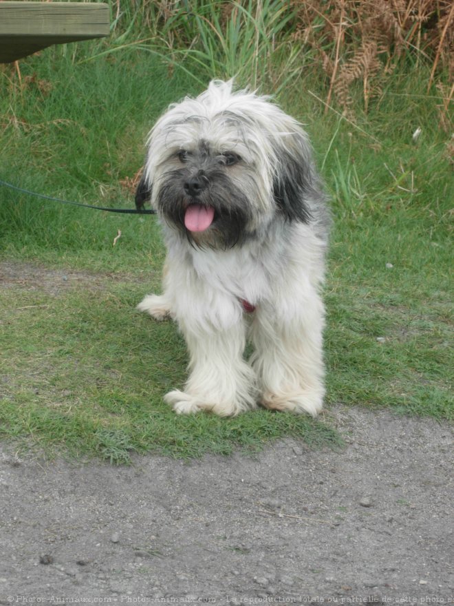 Photo de Lhassa apso