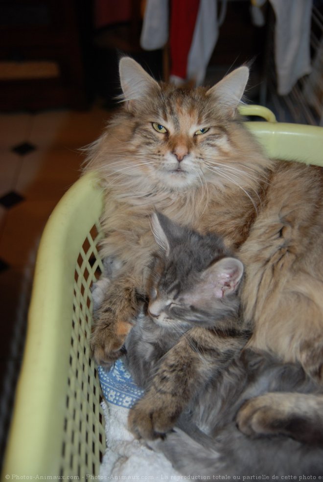 Photo de Maine coon