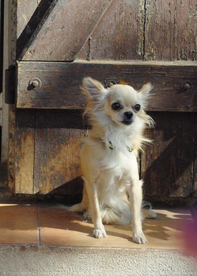 Photo de Chihuahua  poil long