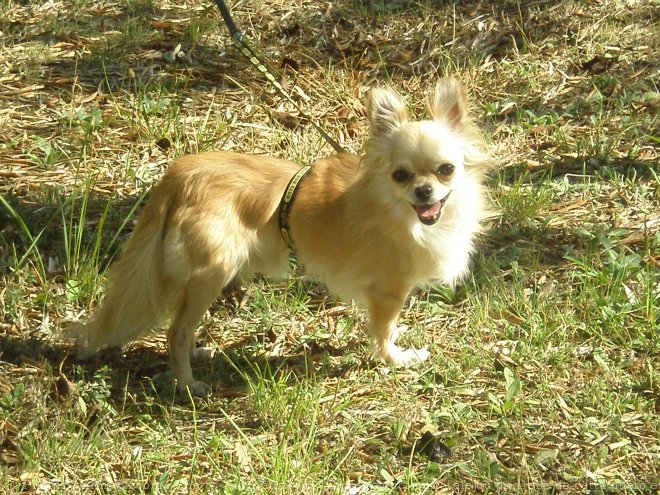 Photo de Chihuahua  poil long