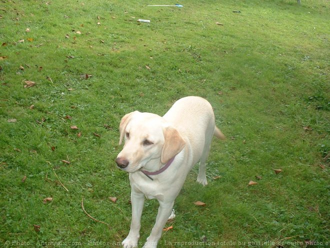 Photo de Labrador retriever