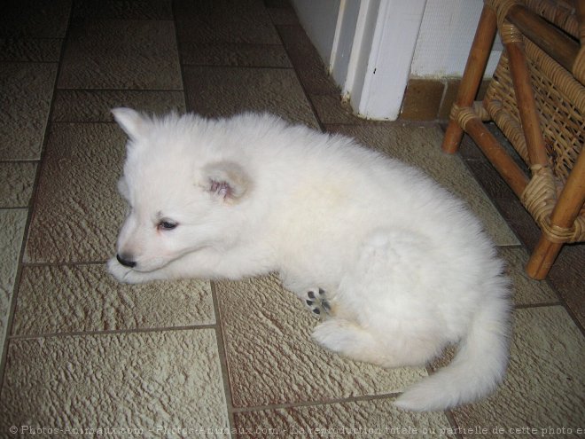 Photo de Berger blanc suisse