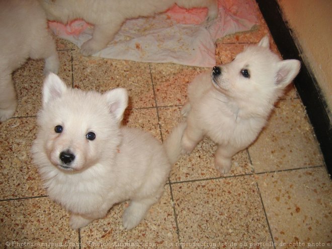 Photo de Berger blanc suisse