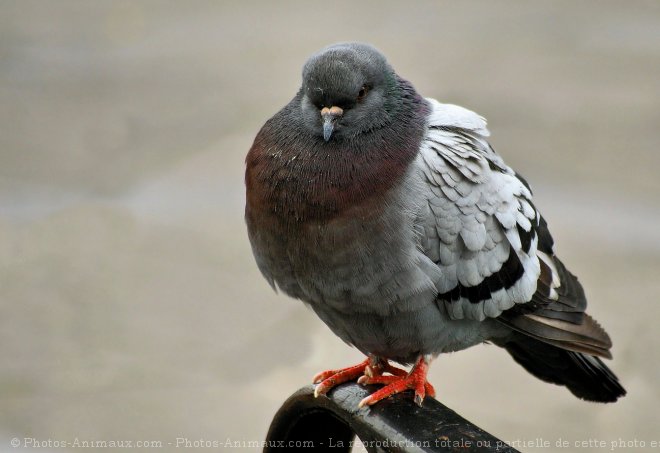 Photo de Pigeon