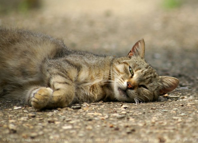 Photo de Chat domestique