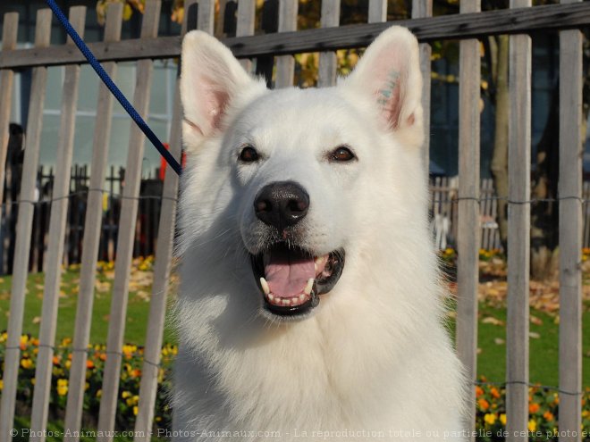 Photo de Berger blanc suisse