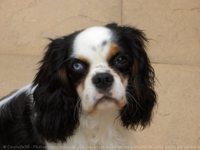 Photo de Cavalier king charles spaniel