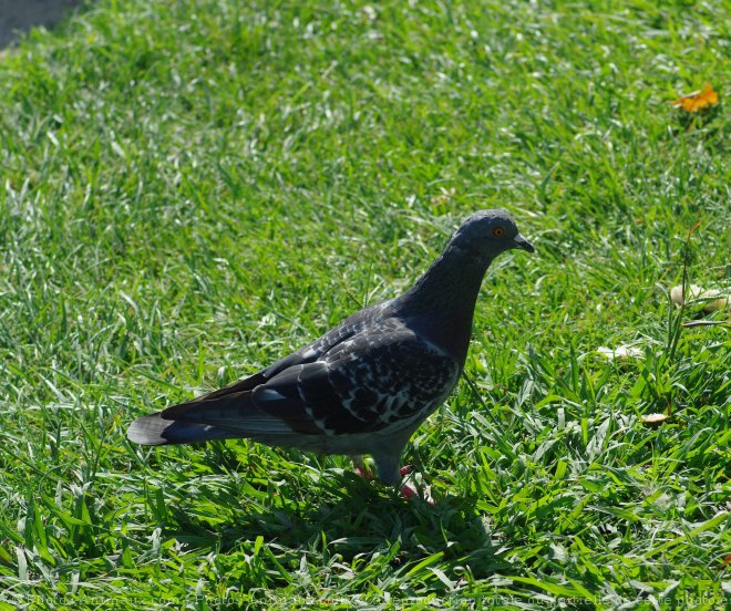 Photo de Pigeon