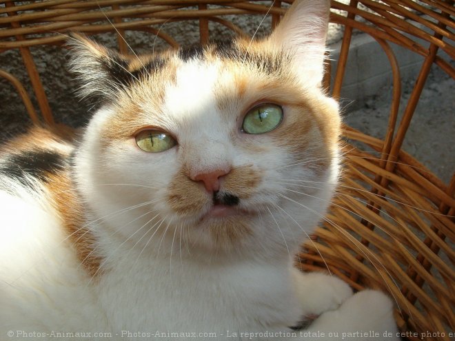 Photo de Chat domestique