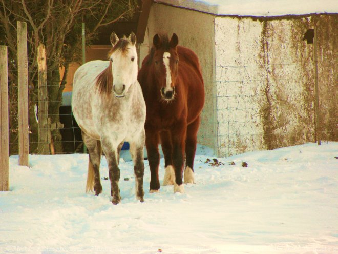 Photo de Races diffrentes