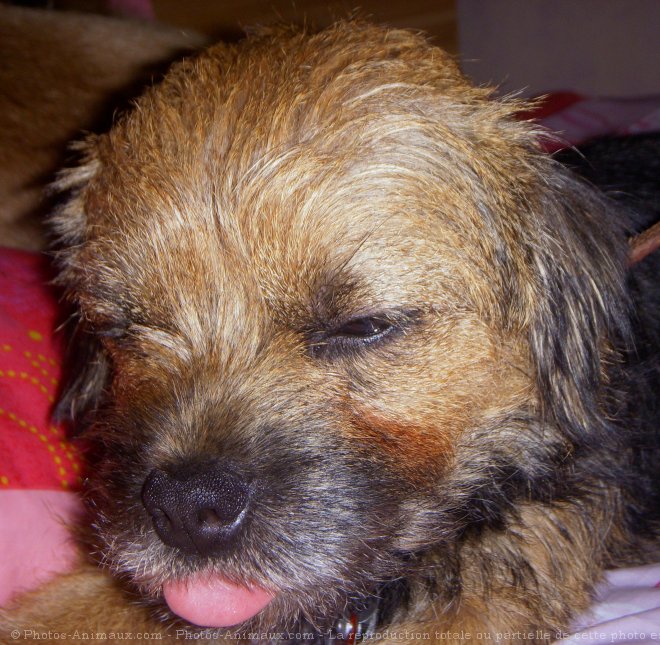 Photo de Border terrier