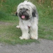 Photo de Lhassa apso