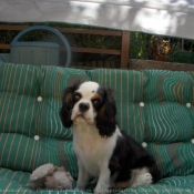 Photo de Cavalier king charles spaniel