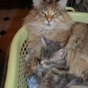 Photo de Maine coon