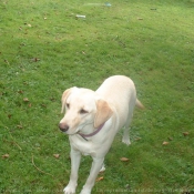 Photo de Labrador retriever