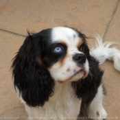 Photo de Cavalier king charles spaniel