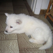 Photo de Berger blanc suisse