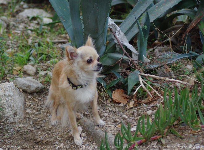 Photo de Chihuahua  poil long