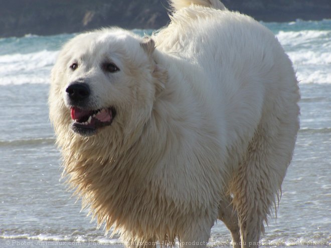 Photo de Chien de montagne des pyrnes