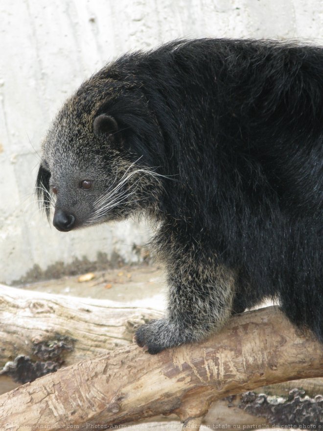 Photo de Binturong