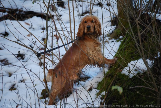 Photo de Cocker anglais