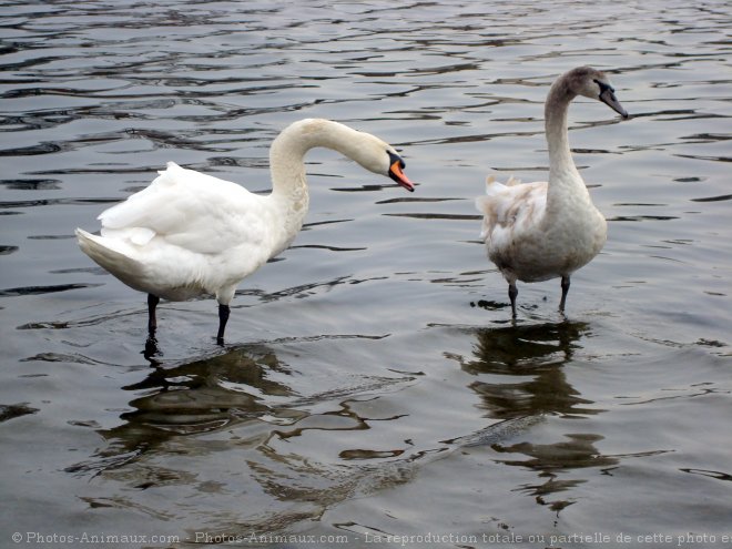 Photo de Cygne