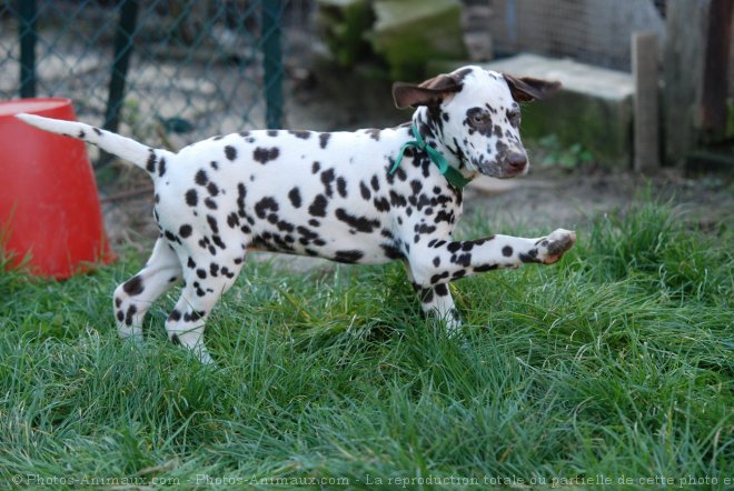 Photo de Dalmatien