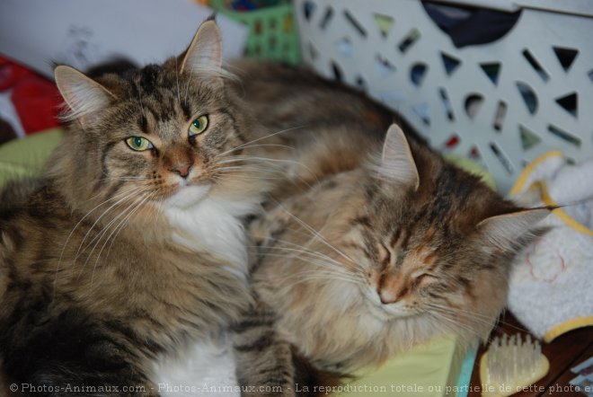 Photo de Maine coon