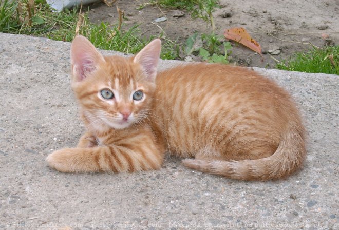 Photo de Chat domestique