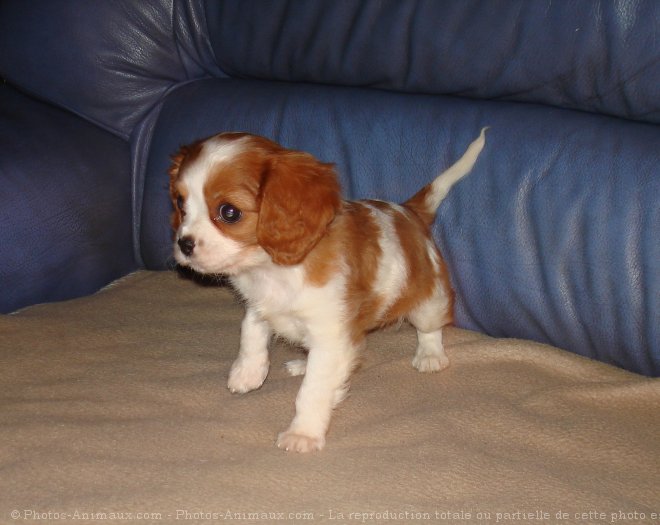 Photo de Cavalier king charles spaniel