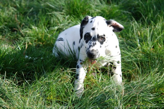 Photo de Dalmatien