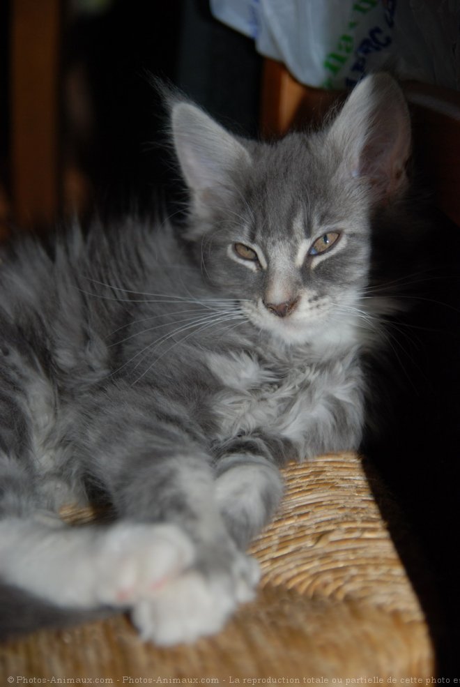 Photo de Maine coon