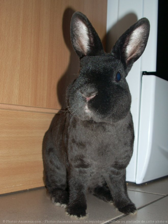 Photo de Lapin