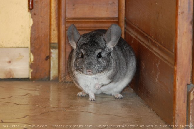 Photo de Chinchilla