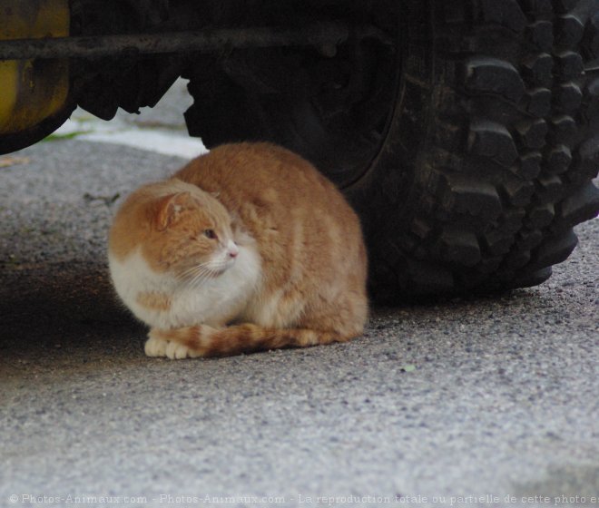 Photo de Chat domestique