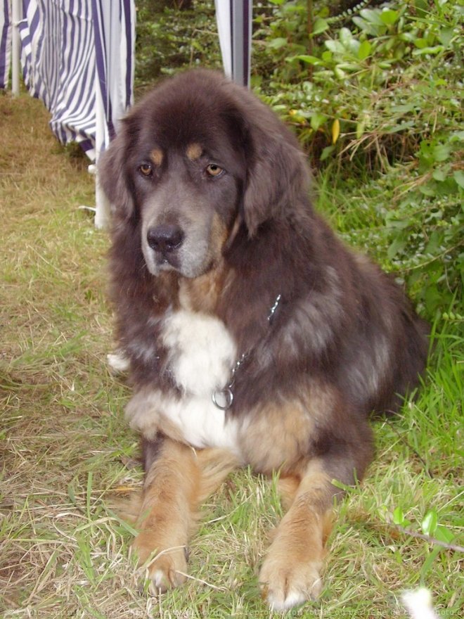 Photo de Dogue du tibet