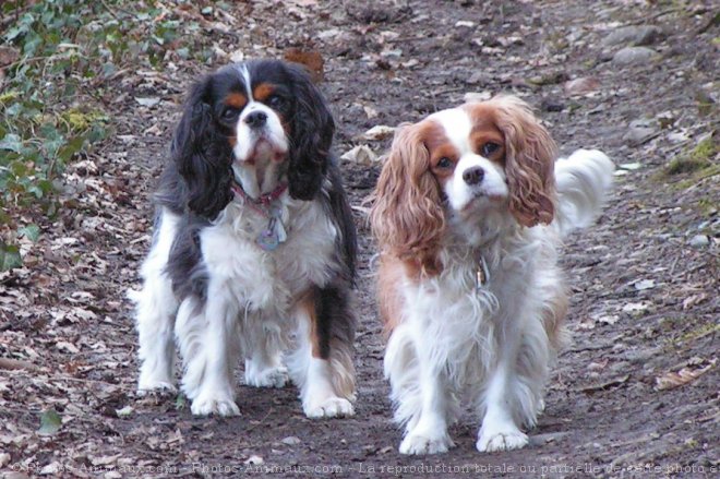 Photo de Cavalier king charles spaniel