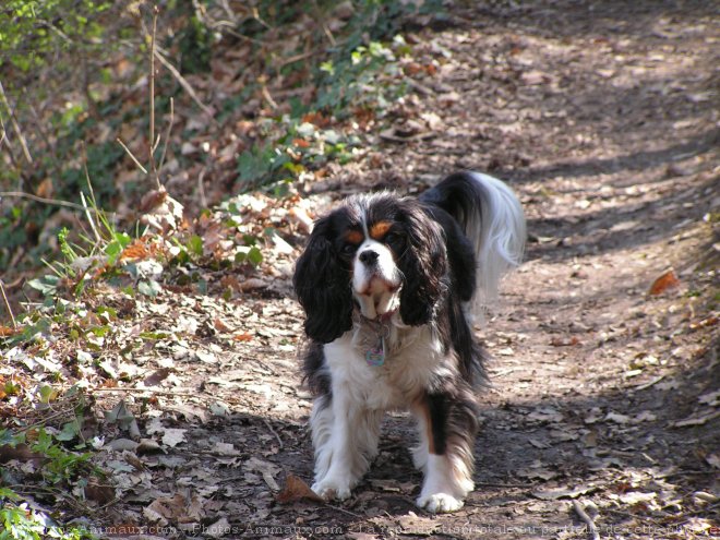 Photo de Cavalier king charles spaniel