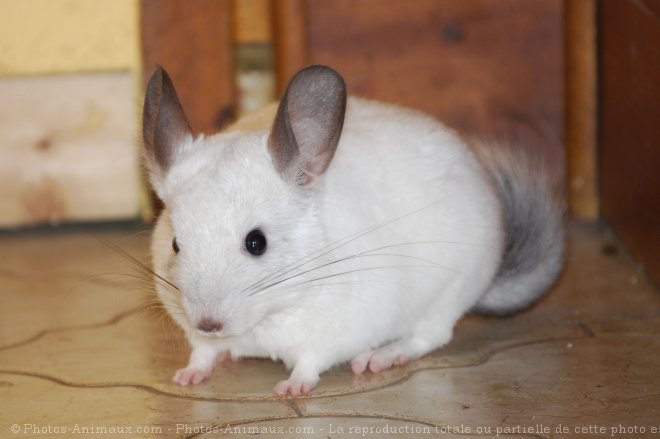 Photo de Chinchilla